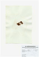 藏品(旋花藻)的圖片